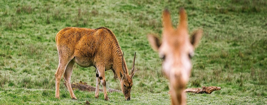 Best 6 Days Tanzania Safari Tours: The Best Guided Tour Packages And Prices 2024 